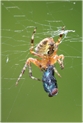 araneus