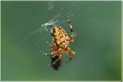 Araneus