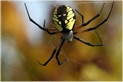 argiope