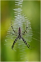 argiope