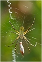 banded spider