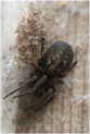 cobweb spider