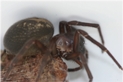 cobweb spider