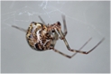 house spider