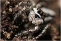 jumping spider
