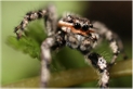 jumping spider