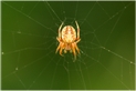 orb weaver
