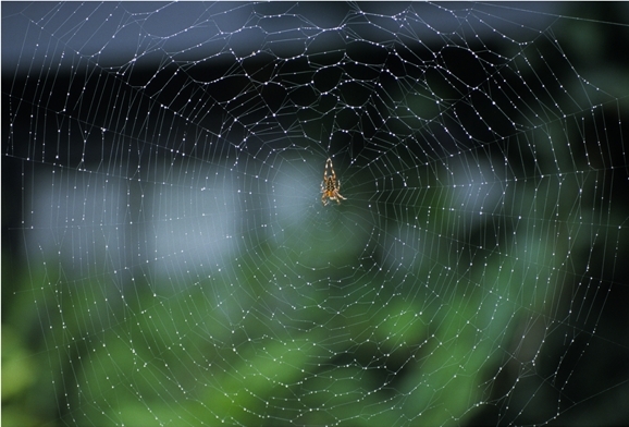 orb weaver