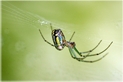 orchard spider