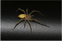 sac spider