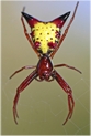 spiny orb weaver