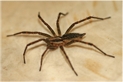 unknown spider