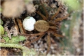 wolf spider