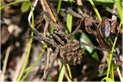 wolf spider