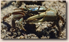 A mud fiddler crab mud fiddler crab
