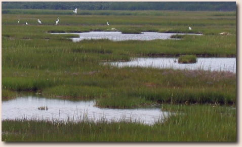 Herons wade through Folger's salt marsh Folger's salt marsh