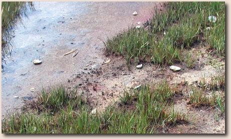 A salt panne in the marsh salt panne in the marsh