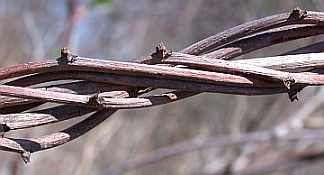 AsiaticBittNoFruits.jpg