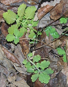 ChelidoniumLeaves.jpg