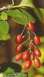FruitBerberisVulgaris.jpg