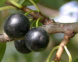 FruitCommonBuckthorn.jpg