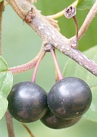 FruitFrangulaAlnus.jpg