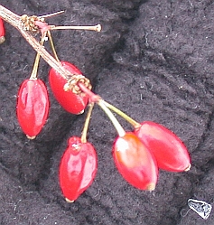 FruitJapaneseBarberry.jpg