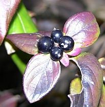 FruitJapaneseHoneysuckle.jpg