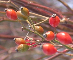FruitMultifloraRose.jpg