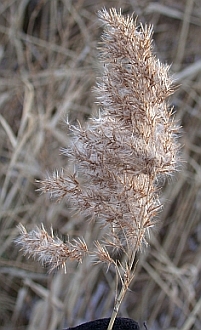 FruitPhragmites.jpg