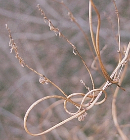 falsebindweed.jpg