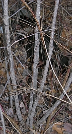 shrubstrees_glossybuckthorn.jpg