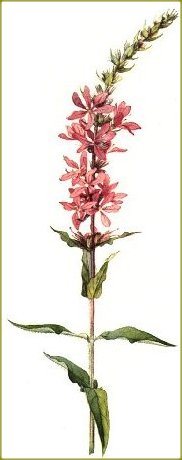 Picture of Lythrum salicaria (Purple Loosestrife)